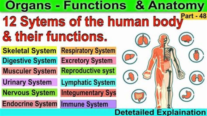 What organs are part of two systems?