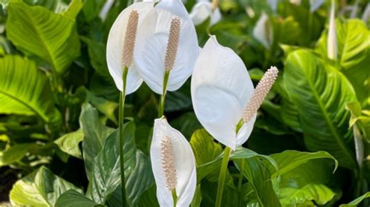 What plant has big white flowers?