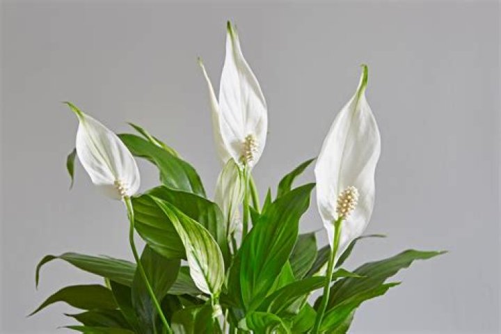 What plant has white flowers?