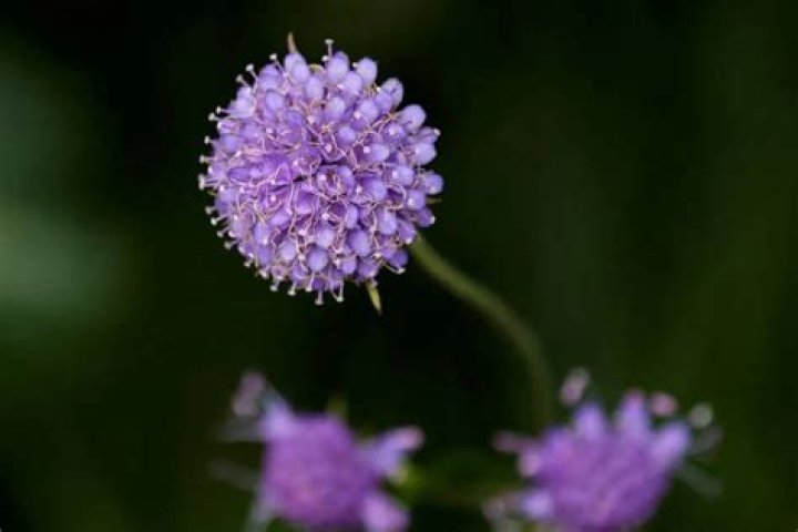 What plants are native to Japan?