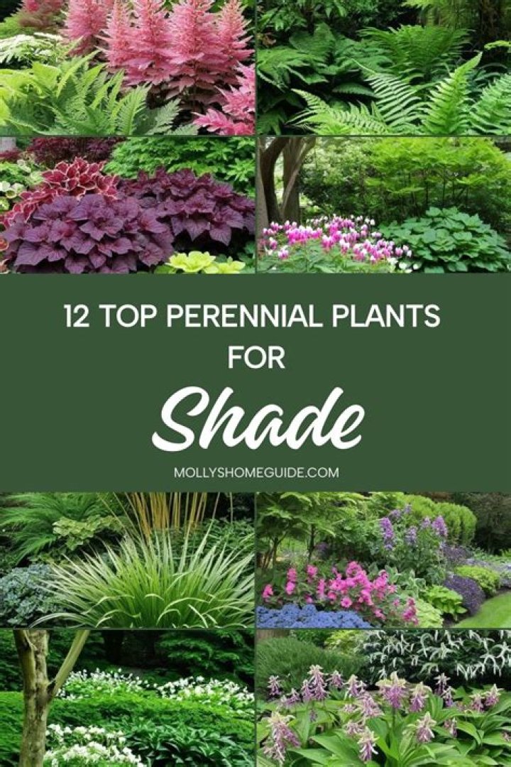 What plants grow best in shade in Florida?