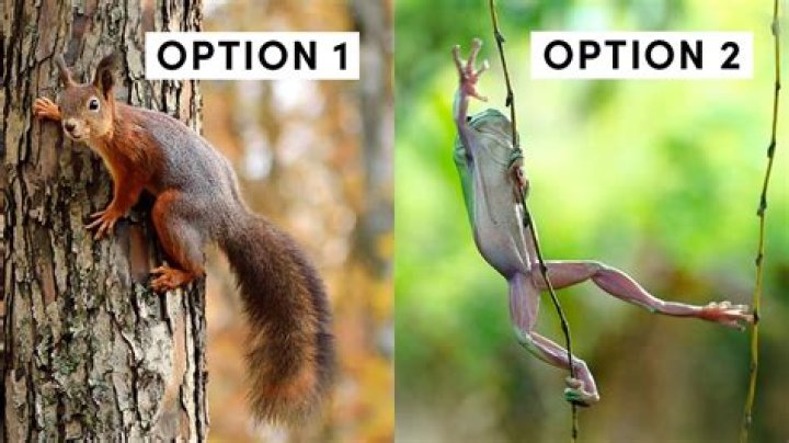 What rodents climb trees?