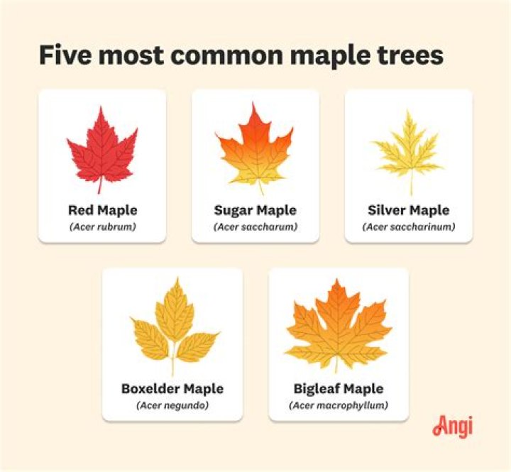What state has the most maple trees?