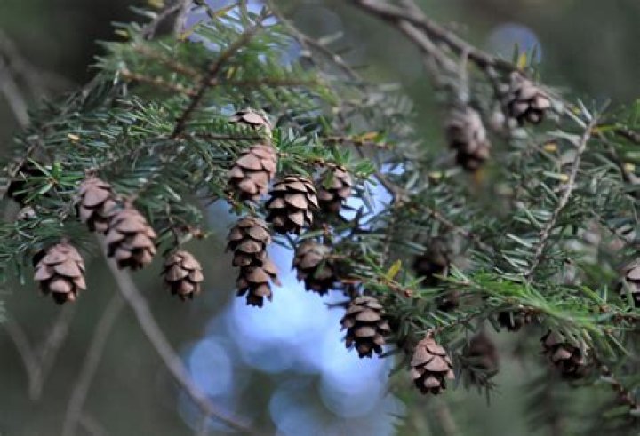 What tree has tiny pine cones?