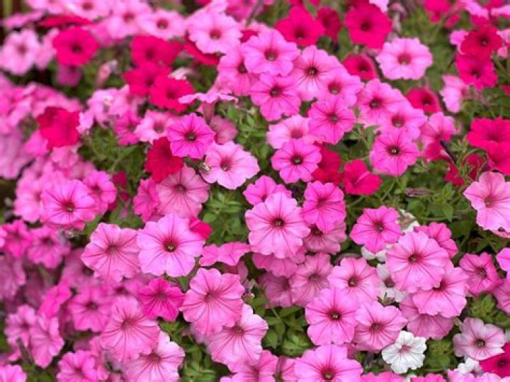 What type of annuals do well in full sun?