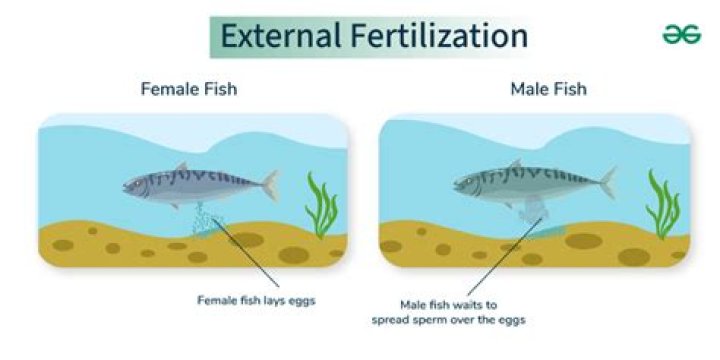 What types of organisms use external fertilization?