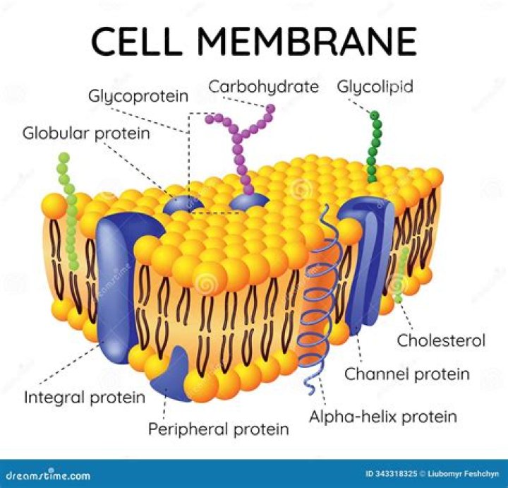 Where are proteins and lipids modified?