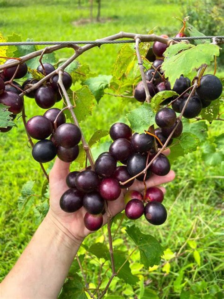 Where are wild muscadines found?