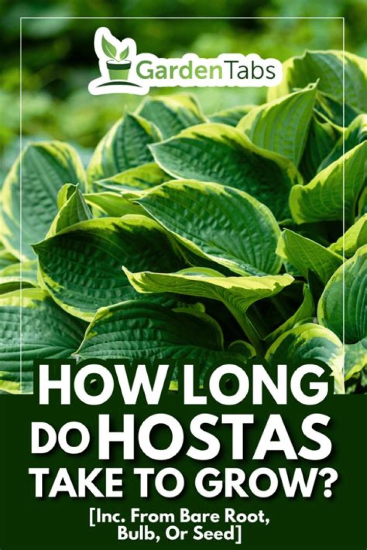 Where do blue hostas grow?