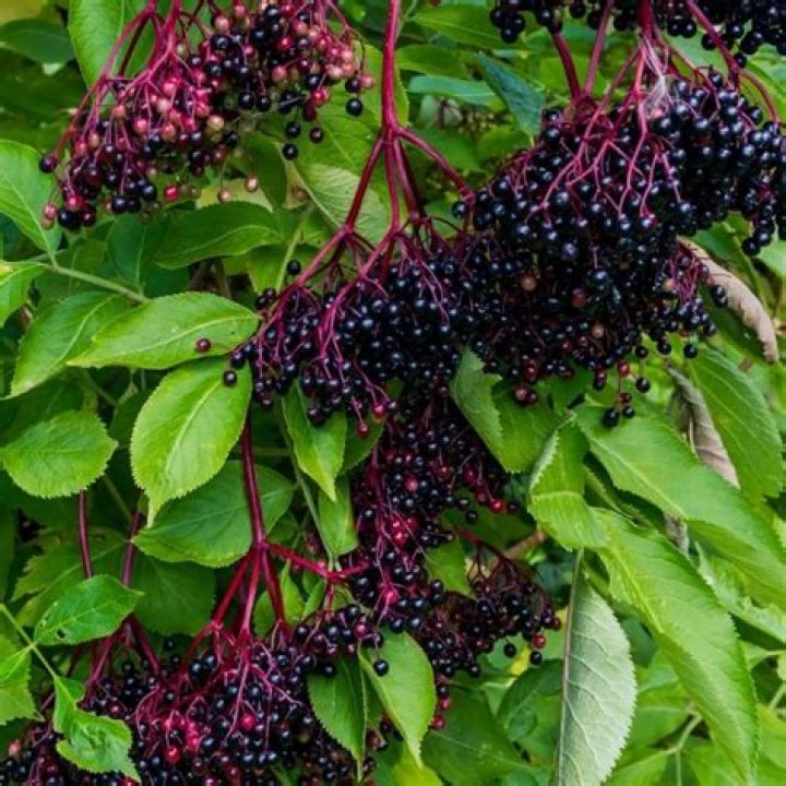 Where do elderberries come from?