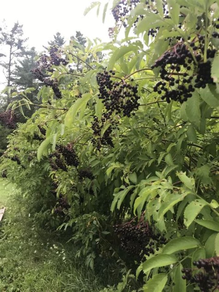 Where do elderberries grow in the USA?