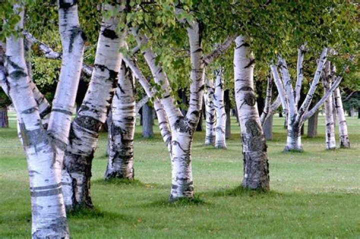 Where do white birch trees grow?