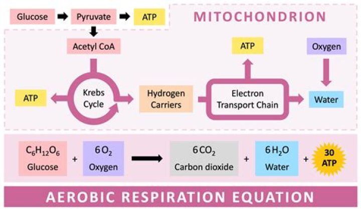Where does anaerobic respiration occur in humans?