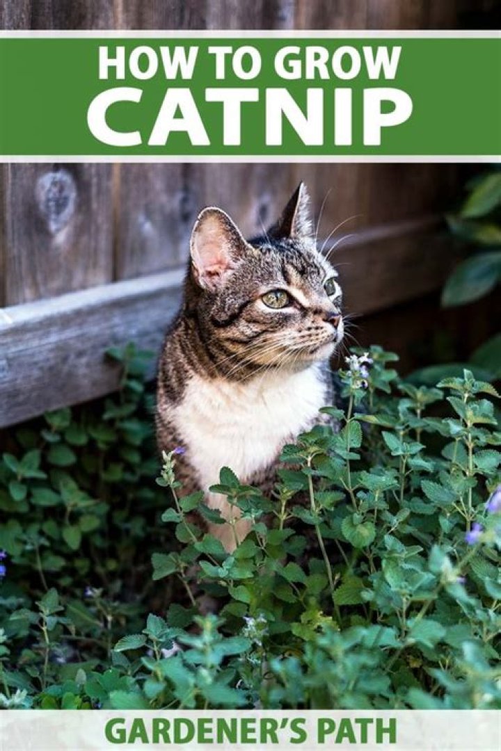 Where does catnip grow best?