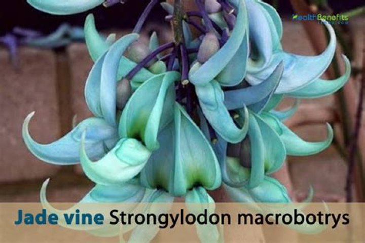 Where does jade vine grow?