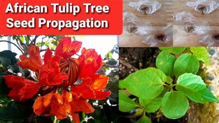 Where in the world is the African tulip tree a problem?