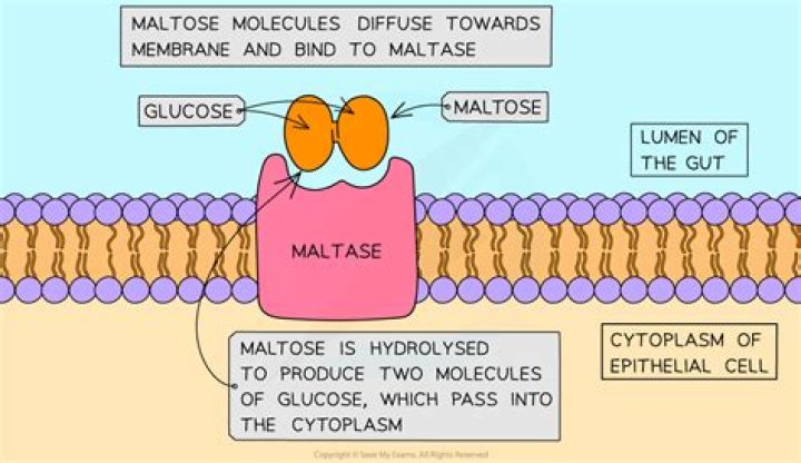 Where is maltase sucrase and lactase produced?