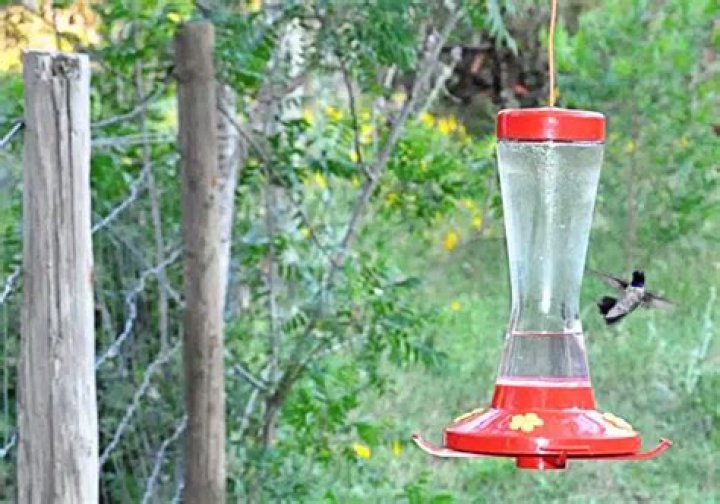 Where is the best location to hang a hummingbird feeder?