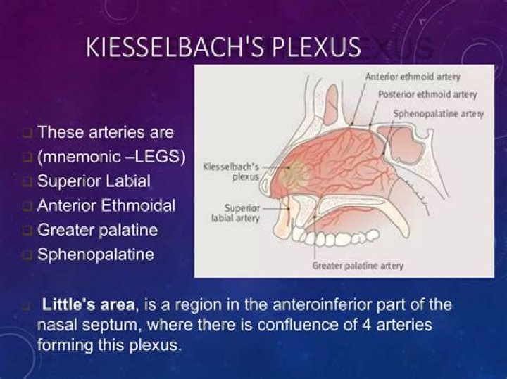 Where is the Kiesselbach plexus?