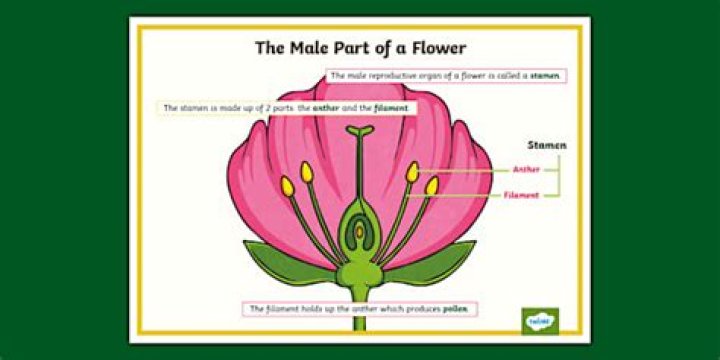 Where is the male part of a flower?