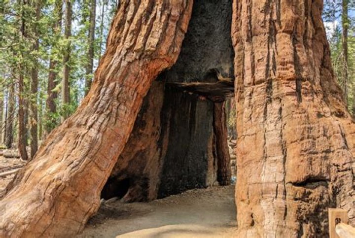 Where is the oldest sequoia tree?