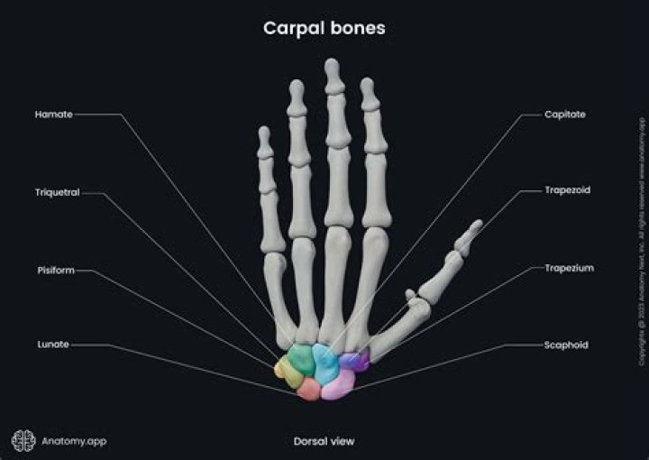 Which of the following bones is a carpal bone?