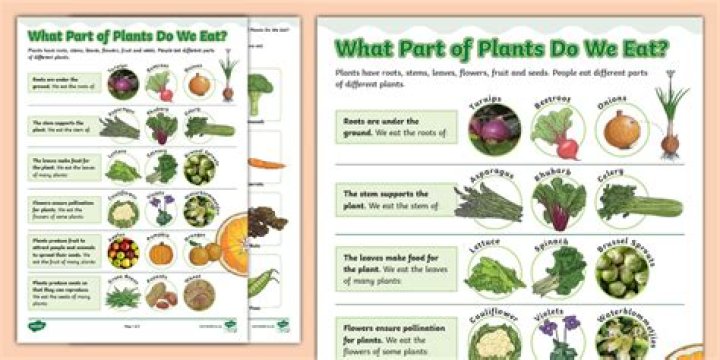 Which part of plant do we use as food?