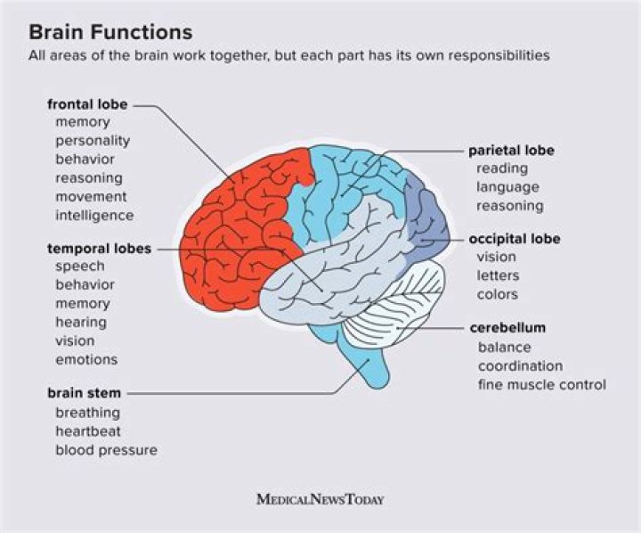 Which part of the brain is most responsible for regulating basic biological needs?