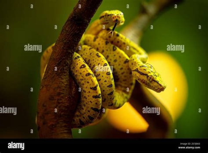 Why are baby green tree pythons yellow?