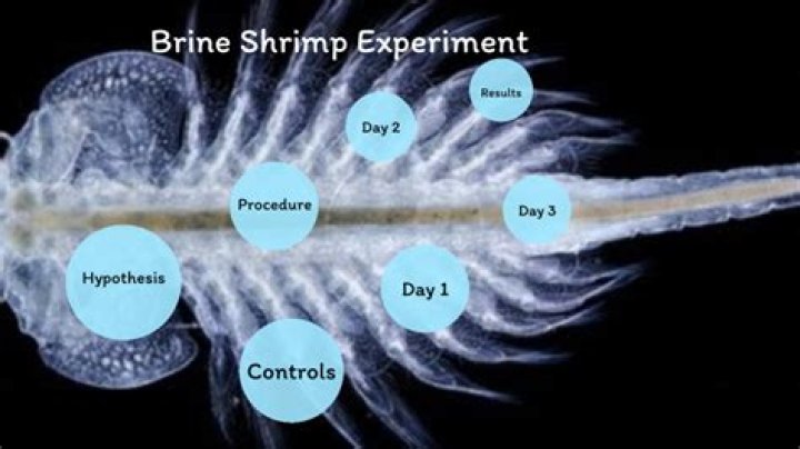 Why are brine shrimp used in experiments?