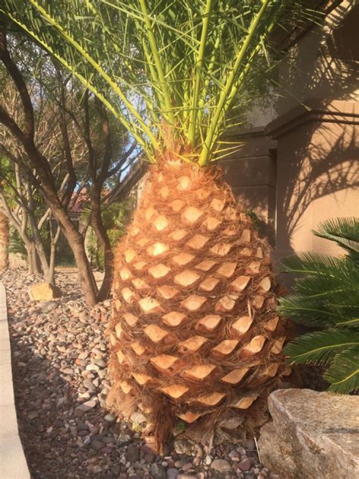 Why do palm trees look like pineapples?