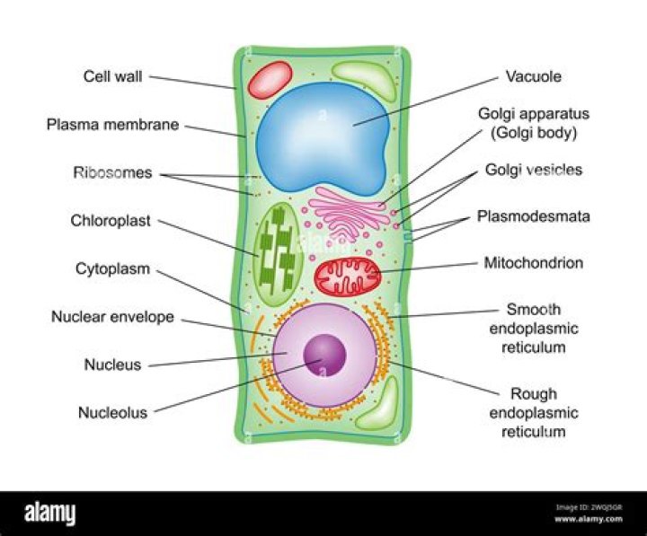Why do plant cells have more Golgi bodies?