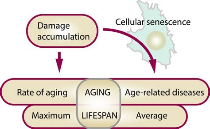 Why does DNA damage accumulate during aging?