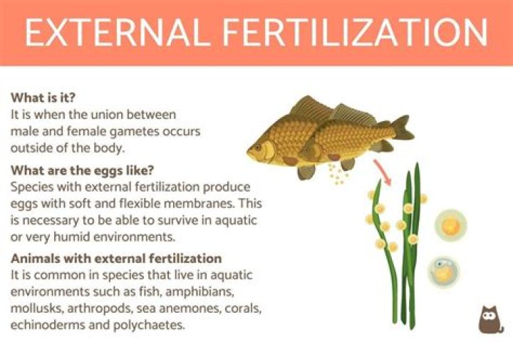 Why does external fertilization occur in water only?