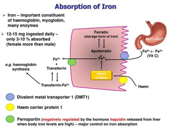 Why does milk inhibit iron absorption?