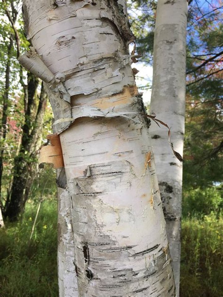 Why is birch bark white?