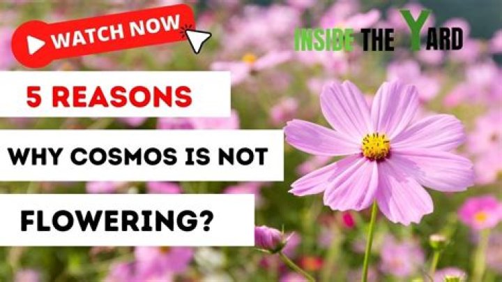 Why is my cosmos not flowering?