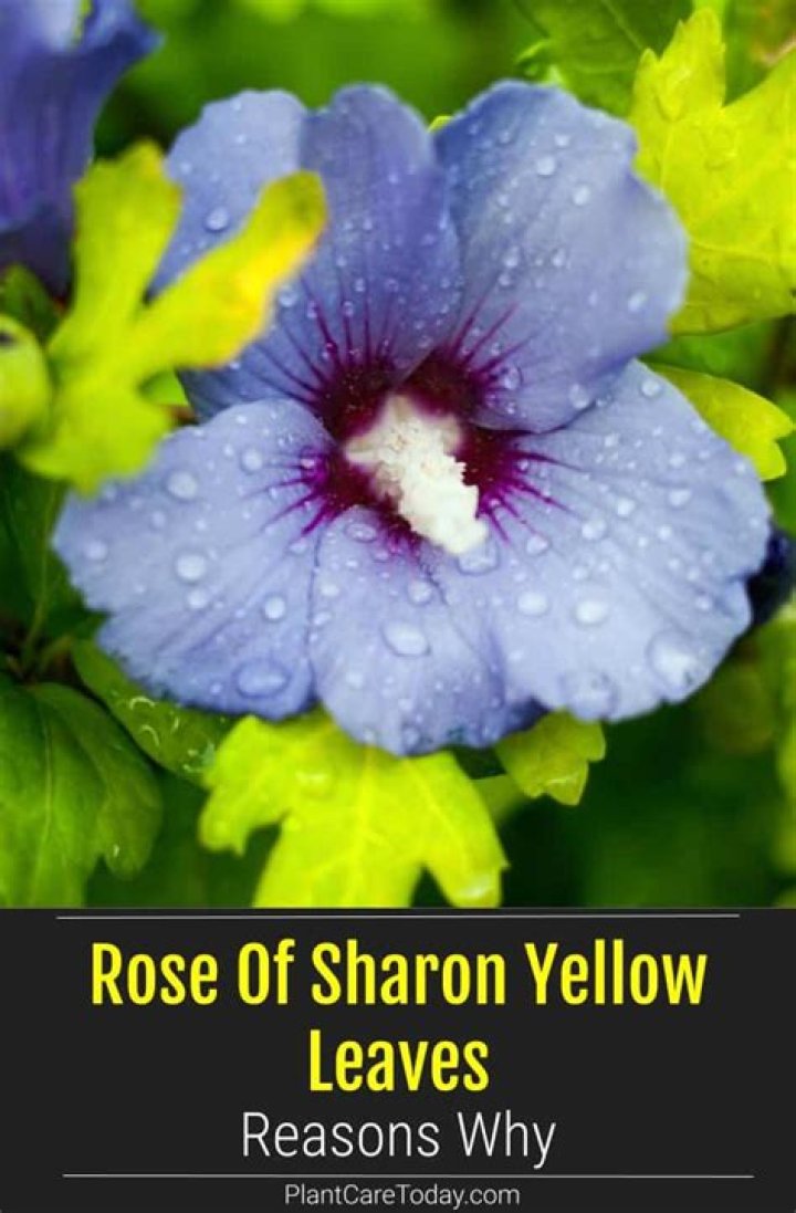 Why is my Rose of Sharon not getting leaves?