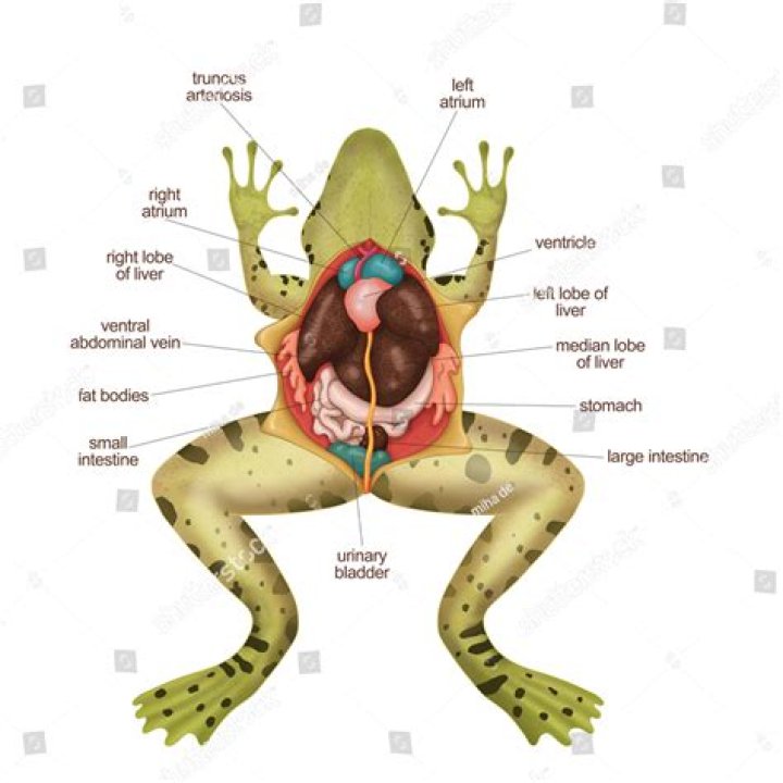 Why the male frog has an oviduct?