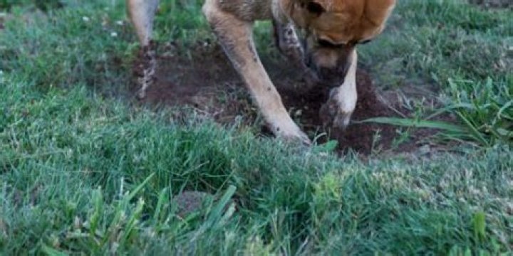 Will grass grow back after dog pee?