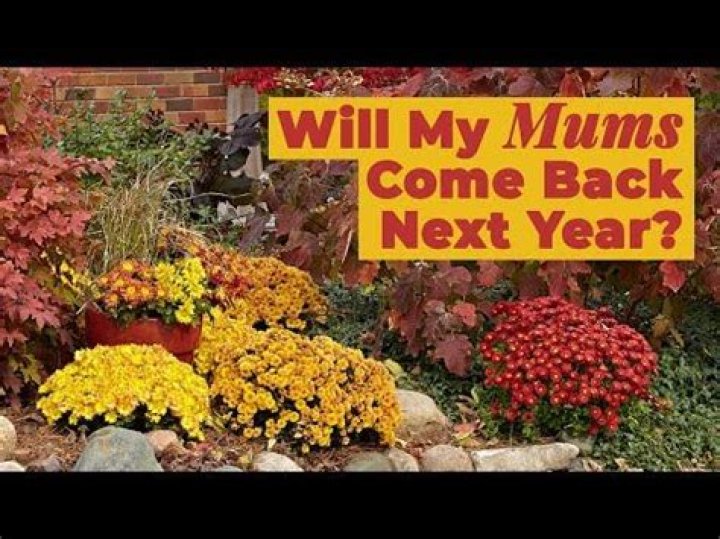 Will mums come back year after year?